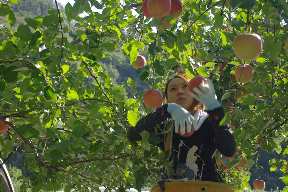 リンゴの収穫作業