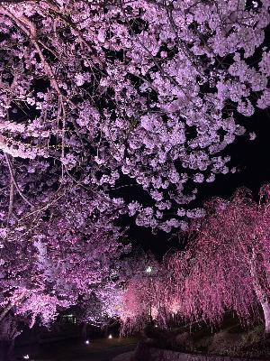 桜ライトアップ02