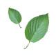 葉の画像