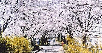 まほろばの緑道の写真