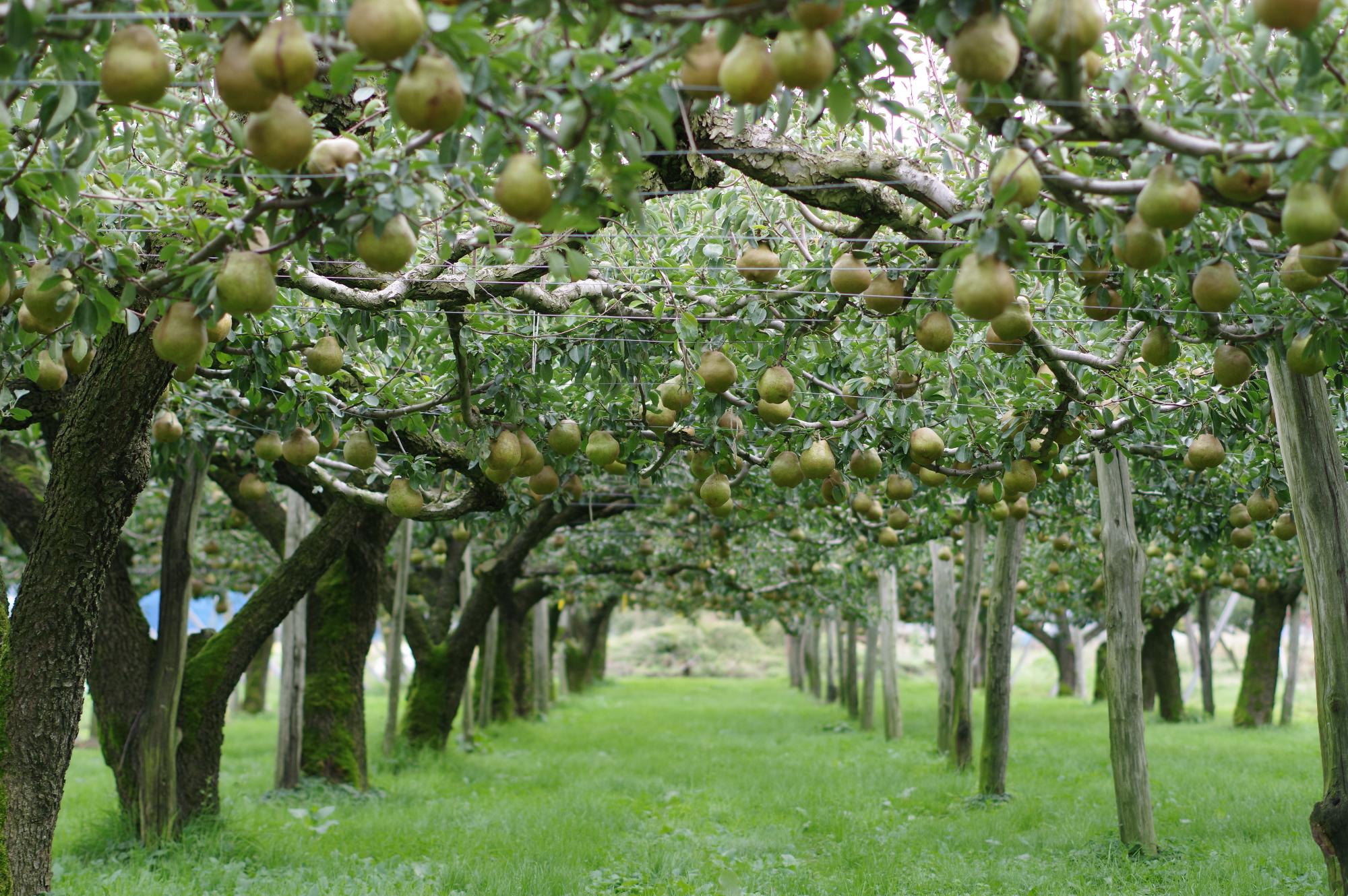 ラ・フランス畑