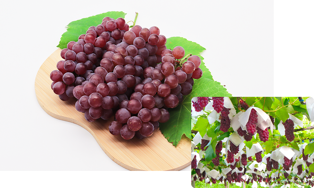 デラウエアの画像