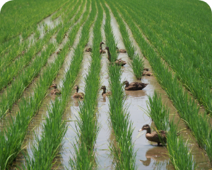 株式会社おきたま興農舎の画像