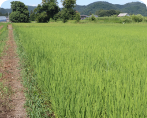 おきたま産直センター