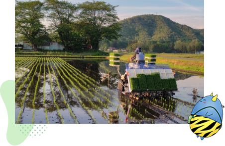 田んぼ