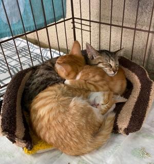 ねこ