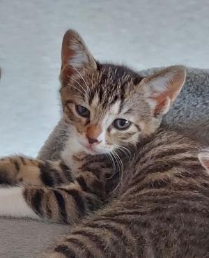 子猫