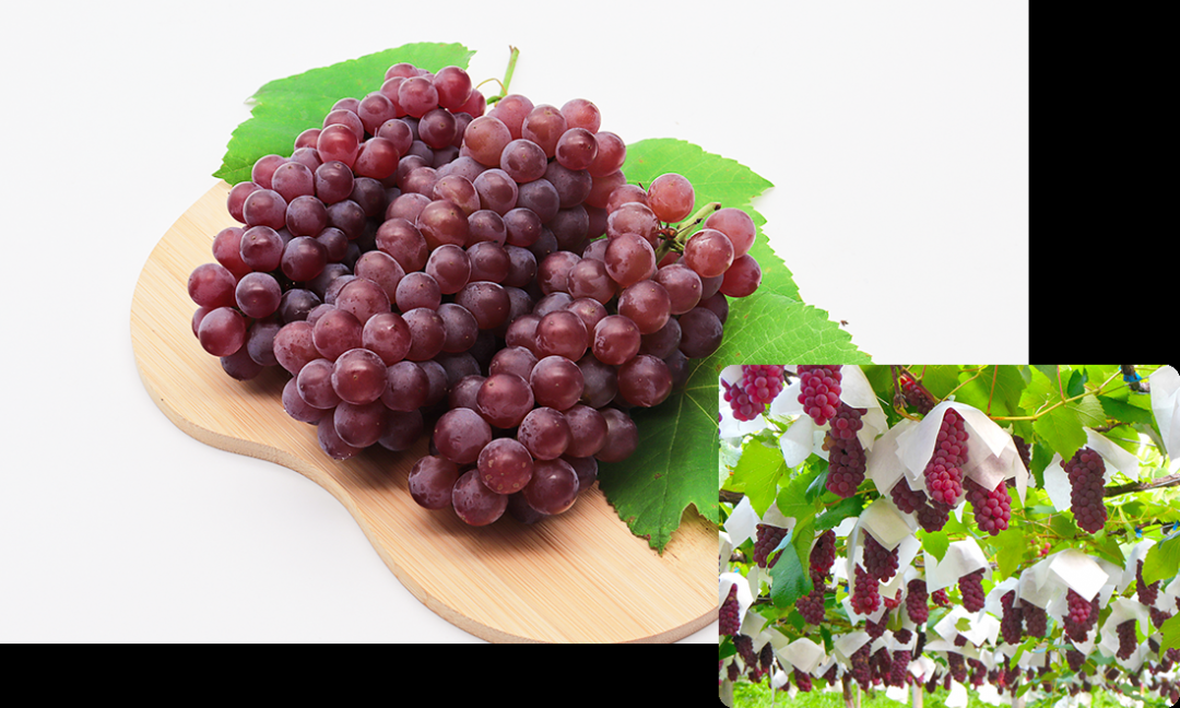 デラウエアの画像