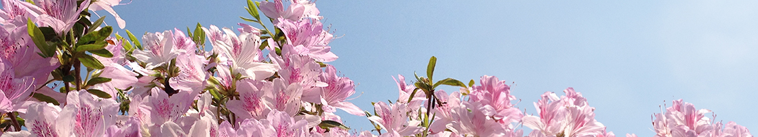 町長の部屋のタイトル画像